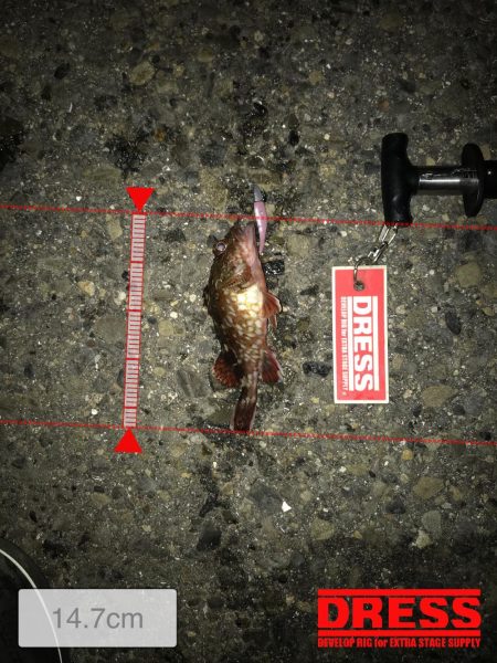 神戸ランガンライトゲーム2月3日リールもまく