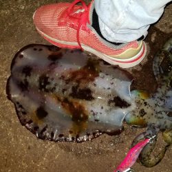 やっときましたキロアオリん