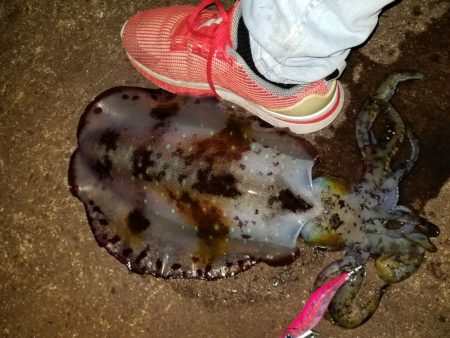 やっときましたキロアオリん