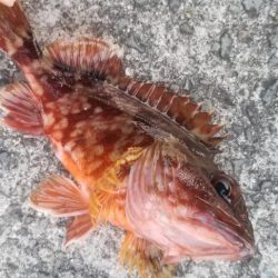 アジング　初島漁港