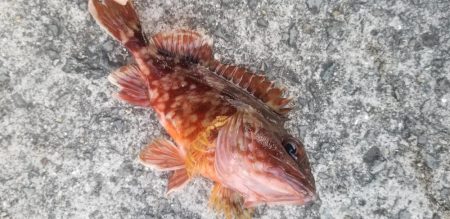 アジング　初島漁港