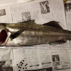 アジング中にランカーシーバス