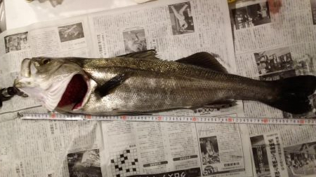 アジング中にランカーシーバス