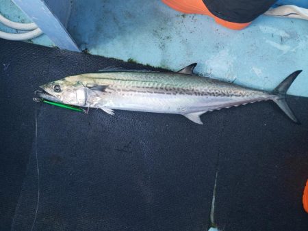 寒ブリを求めて