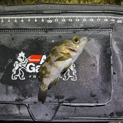 二見メバリング(2020-3)