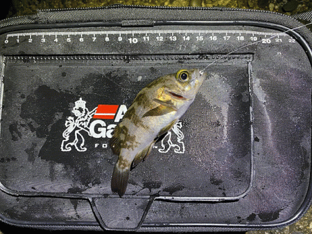 二見メバリング(2020-3)