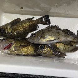 姫路メバリング(2020-4)