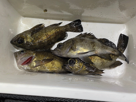 姫路メバリング(2020-4)