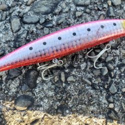 久々の青物ゲット!