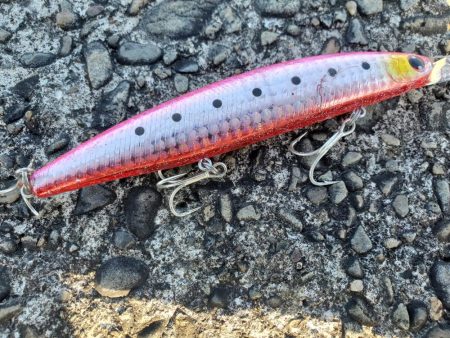 久々の青物ゲット!