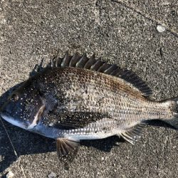 イチノ兄弟、釣果!