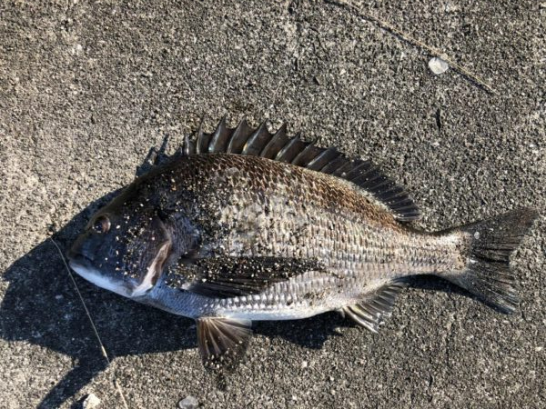 イチノ兄弟、釣果!