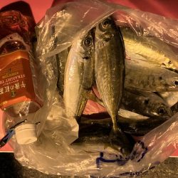 中アジ釣れてますよ(初投稿)