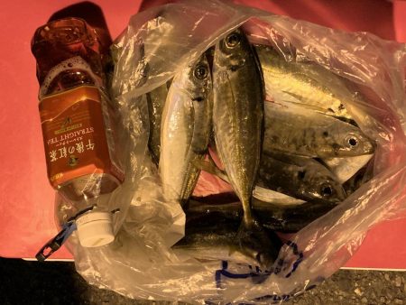 中アジ釣れてますよ(初投稿)