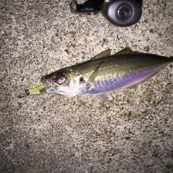 爆釣アジング