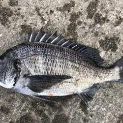 イチノ兄弟、釣果！