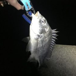 念願のチニングでの釣果