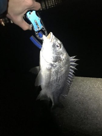 念願のチニングでの釣果