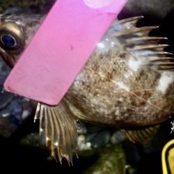 まだいてました！！