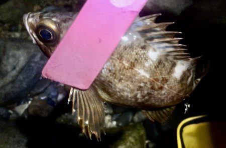 まだいてました！！