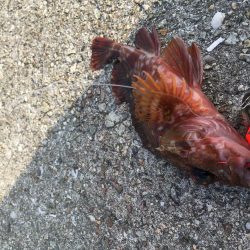 大潮は釣れますね！