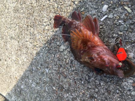 大潮は釣れますね！