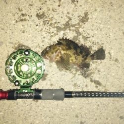 黒鯛だったのかな?