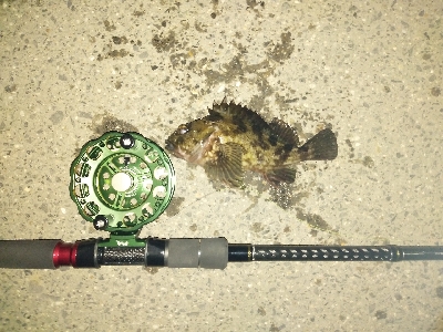 黒鯛だったのかな?