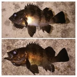 メバリング1805〜1857