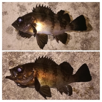 メバリング1805〜1857