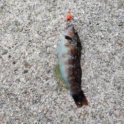 昼間はぽかぽか