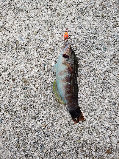 昼間はぽかぽか