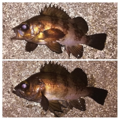 メバリング1805〜1850