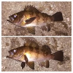 メバリング1805〜1850