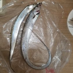 ドラゴン級タチウオ❗