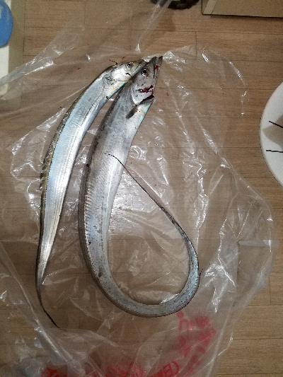 ドラゴン級タチウオ❗