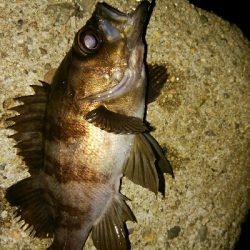 メバルプラッギング