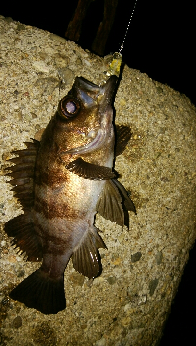 メバルプラッギング