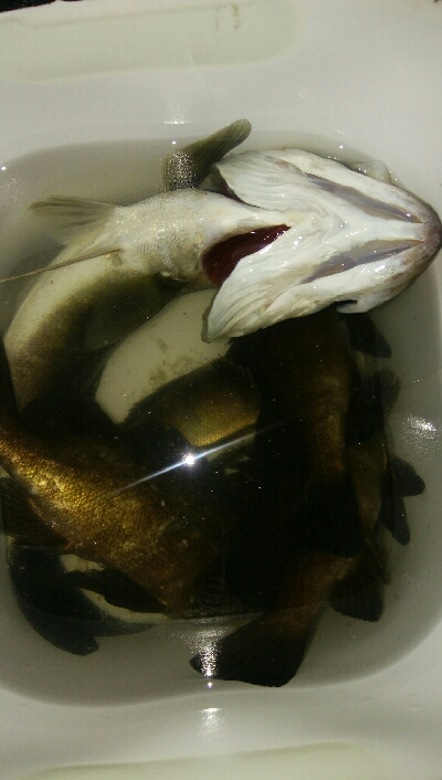 チョイ渋メバルプラッギング