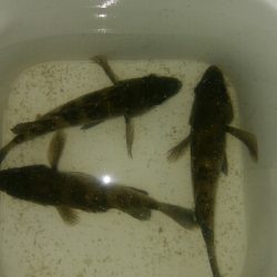 メバルプラッギング