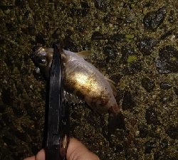 好調!ライトゲーム