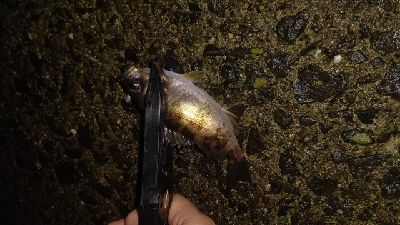 好調!ライトゲーム