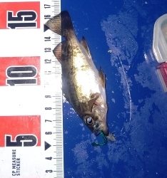 メバルは釣れます