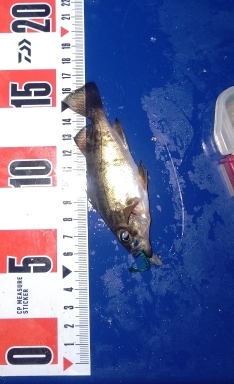 メバルは釣れます