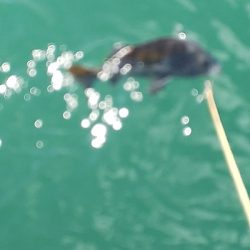 今年エビ撒き初スズキ