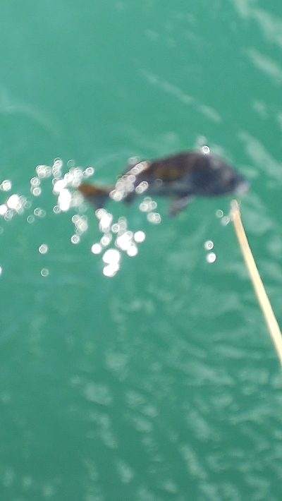 今年エビ撒き初スズキ