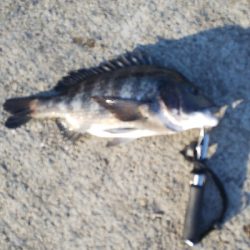 サイズアップが欲しいところ