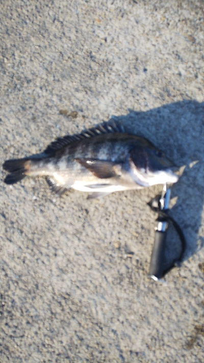 サイズアップが欲しいところ