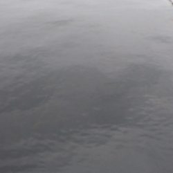 今年50オーバー３匹目