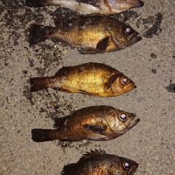 今日はメバル。